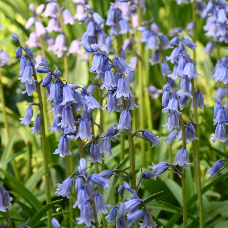 Hyacinthoides hispanica 'Excelsior' Hyacinthoides hispanica 'Excelsior'