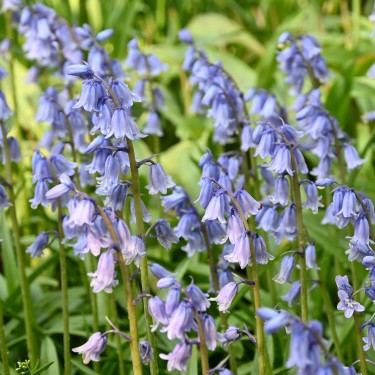 Hyacinthoides hispanica 'Excelsior' Hyacinthoides hispanica 'Excelsior'