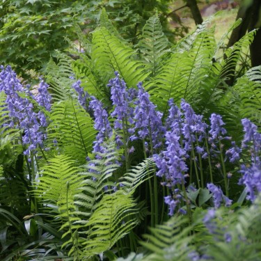 Hyacinthoides hispanica -blauw- Hyacinthoides hispanica -blauw-