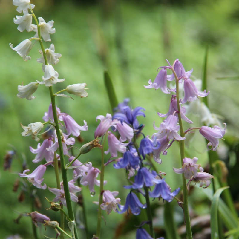 Hyacinthoides hispanica -mix- Hyacinthoides hispanica -mix-