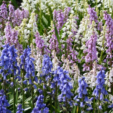 Hyacinthoides hispanica -mix-