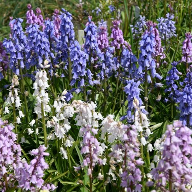 Hyacinthoides hispanica -mix- Hyacinthoides hispanica -mix-