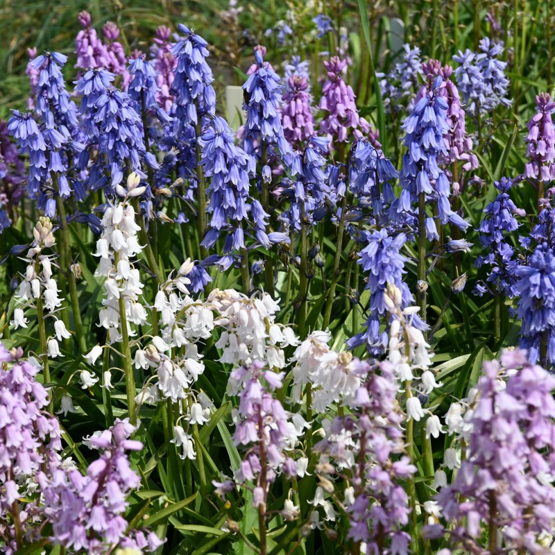 Hyacinthoides hispanica -mix- Hyacinthoides hispanica -mix-