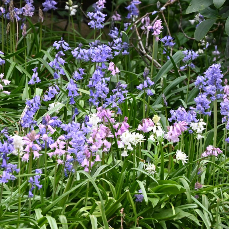 Hyacinthoides hispanica -mix- Hyacinthoides hispanica -mix-