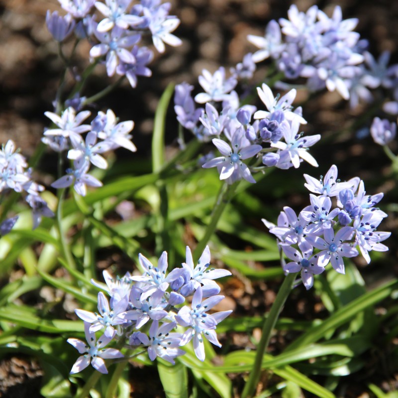 Hyacinthoides mauritanica Hyacinthoides mauritanica