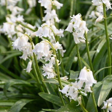 Hyacinthoides non-scripta 'Alba'