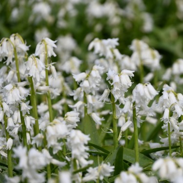 Hyacinthoides non-scripta 'Alba' Hyacinthoides non-scripta 'Alba'