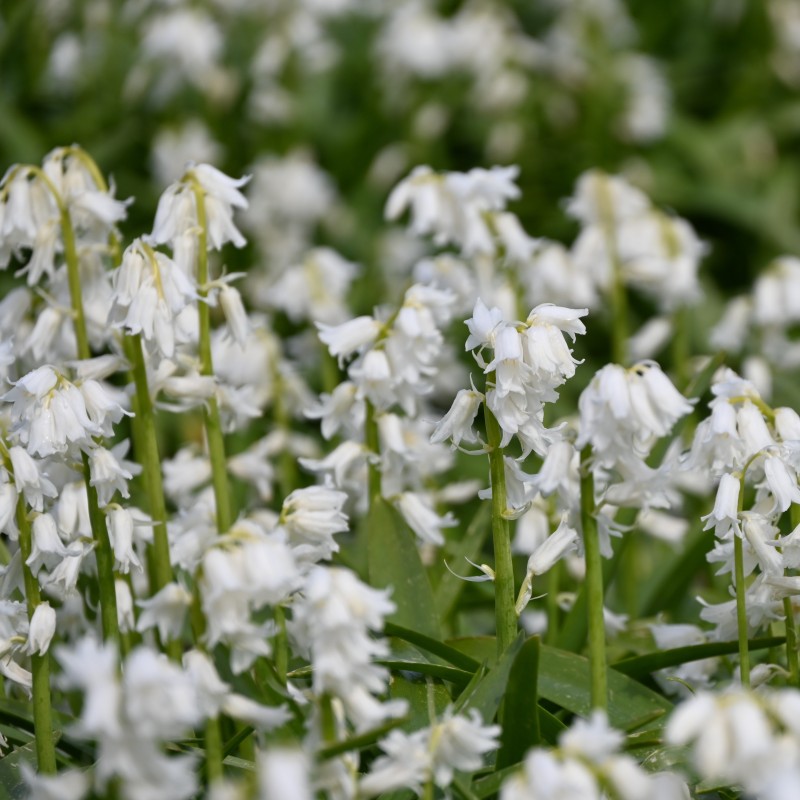 Hyacinthoides non-scripta 'Alba' Hyacinthoides non-scripta 'Alba'