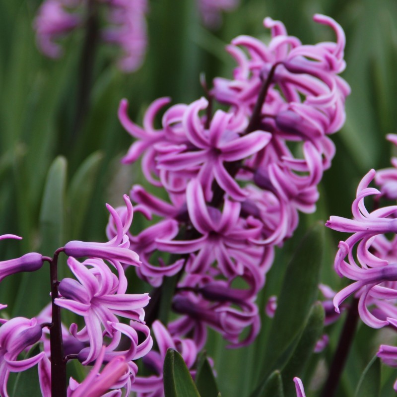 Hyacinthus orientalis 'Paul Herman' Hyacinthus orientalis 'Paul Herman'