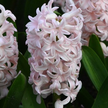 Hyacinthus orientalis 'Pink Elephant' Hyacinthus orientalis 'Pink Elephant'