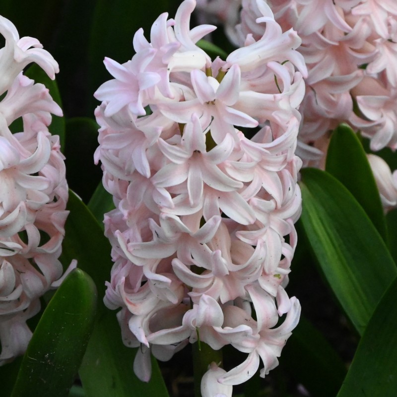 Hyacinthus orientalis 'Pink Elephant' Hyacinthus orientalis 'Pink Elephant'