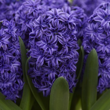 Hyacinthus orientalis 'Royal Navy'