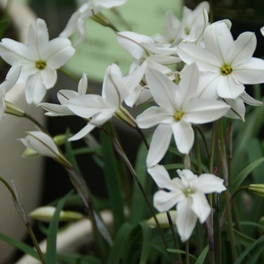 Ipheion uniflorum 'Alberto Castillo' Ipheion uniflorum 'Alberto Castillo'