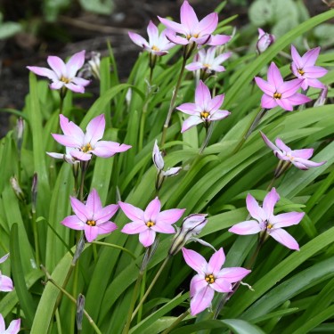Ipheion uniflorum 'Charlotte Bishop'