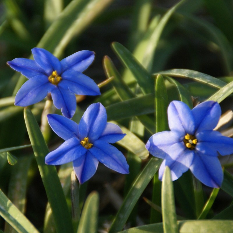 Ipheion uniflorum 'Jessie' Ipheion uniflorum 'Jessie'