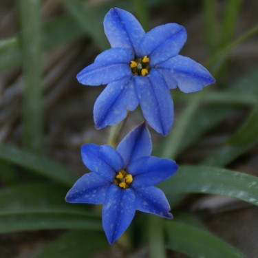 Ipheion uniflorum 'Jessie' Ipheion uniflorum 'Jessie'