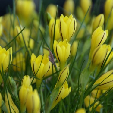 Nothoscordum dialystemon