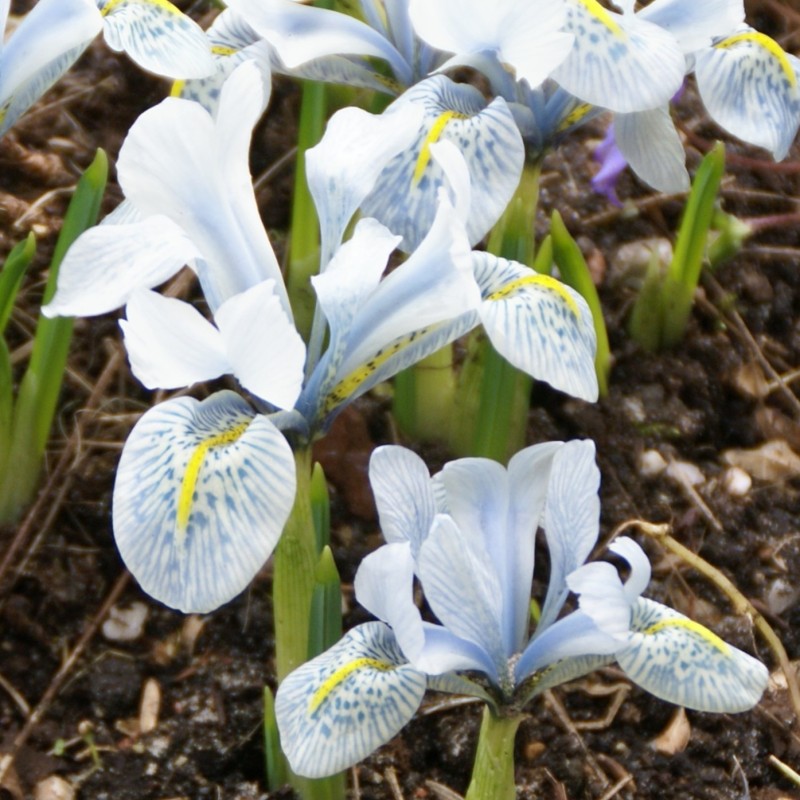 Iris 'Katharine Hodgkin' Iris 'Katharine Hodgkin'