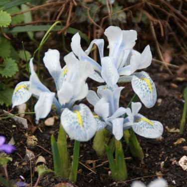 Iris 'Katharine Hodgkin' Iris 'Katharine Hodgkin'