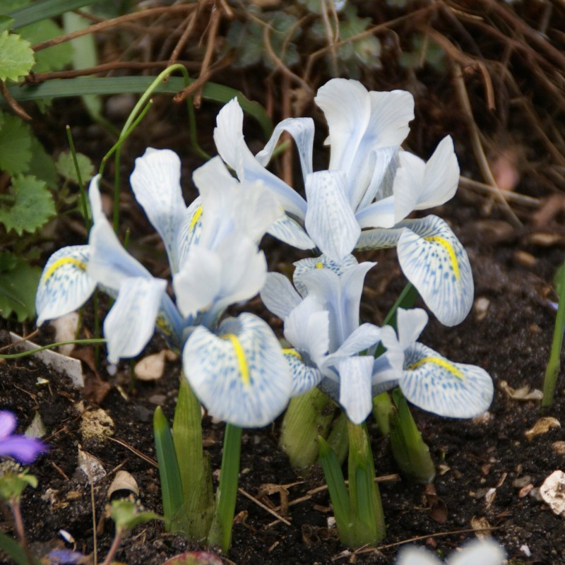 Iris 'Katharine Hodgkin' Iris 'Katharine Hodgkin'