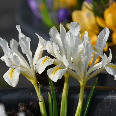 Iris 'Louise' Iris 'Louise'