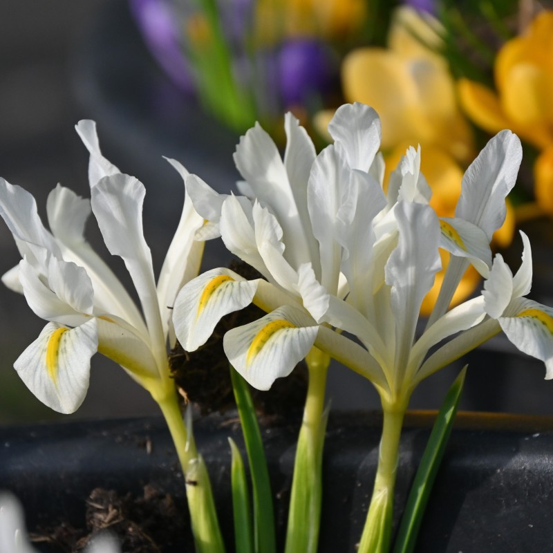 Iris 'Louise' Iris 'Louise'