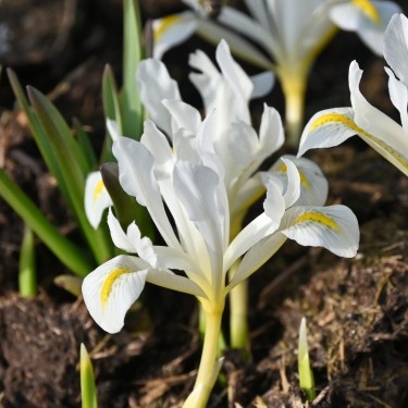 Iris 'Louise' Iris 'Louise'