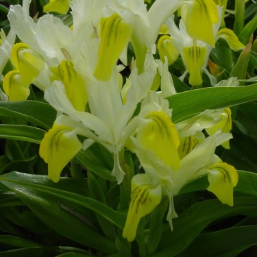 Iris bucharica