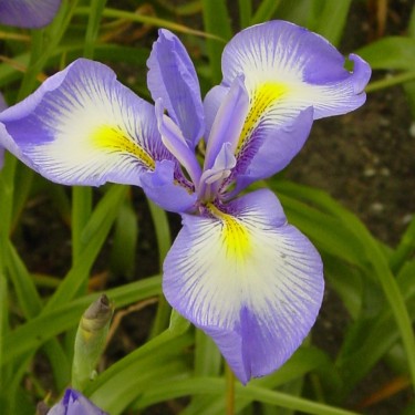Iris cycloglossa