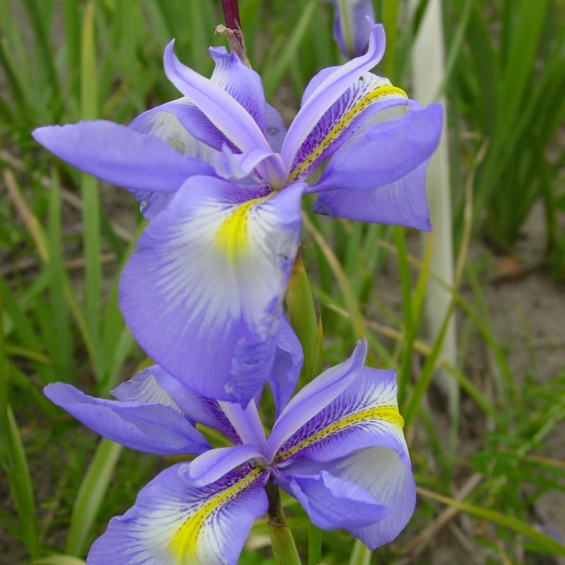 Iris cycloglossa Iris cycloglossa