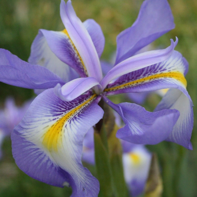 Iris cycloglossa Iris cycloglossa