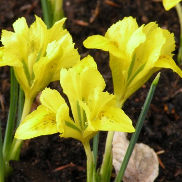 Iris danfordiae Iris danfordiae