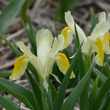 Iris pseudocapnoides Iris pseudocapnoides