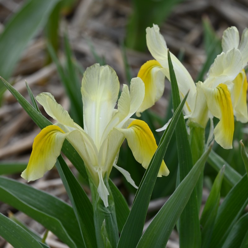 Iris pseudocapnoides Iris pseudocapnoides