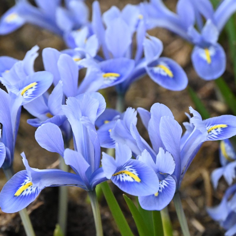 Iris reticulata 'Alida' Iris reticulata 'Alida'