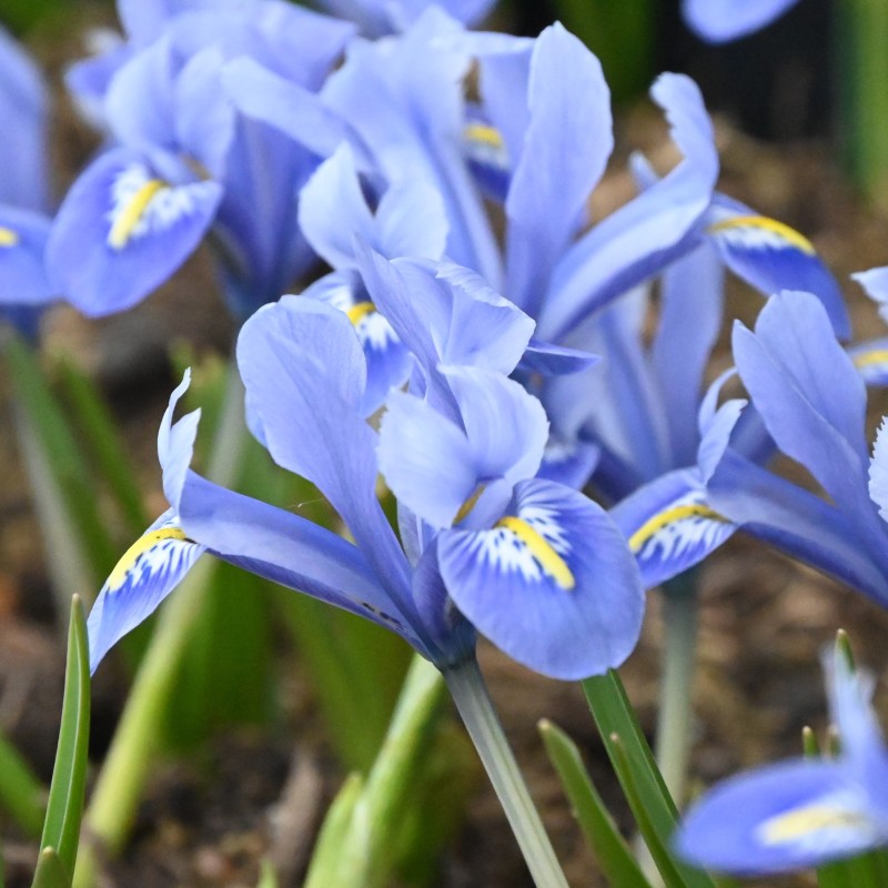 Iris reticulata 'Alida' Iris reticulata 'Alida'