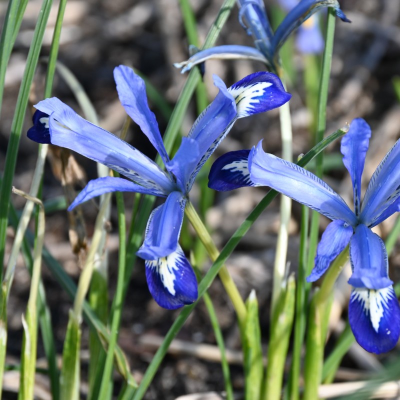 Iris reticulata 'Clairette' Iris reticulata 'Clairette'