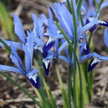 Iris reticulata 'Clairette' Iris reticulata 'Clairette'