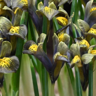 Iris reticulata 'Down to Earth' Iris reticulata 'Down to Earth'