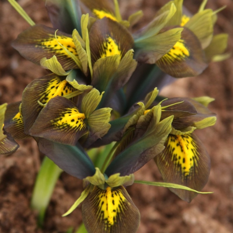 Iris reticulata 'Down to Earth' Iris reticulata 'Down to Earth'