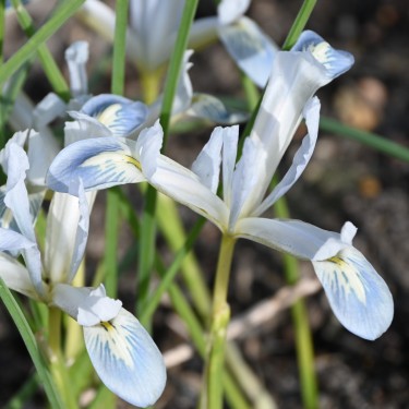 Iris reticulata 'Frozen Planet' Iris reticulata 'Frozen Planet'
