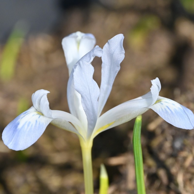 Iris reticulata 'Frozen Planet' Iris reticulata 'Frozen Planet'