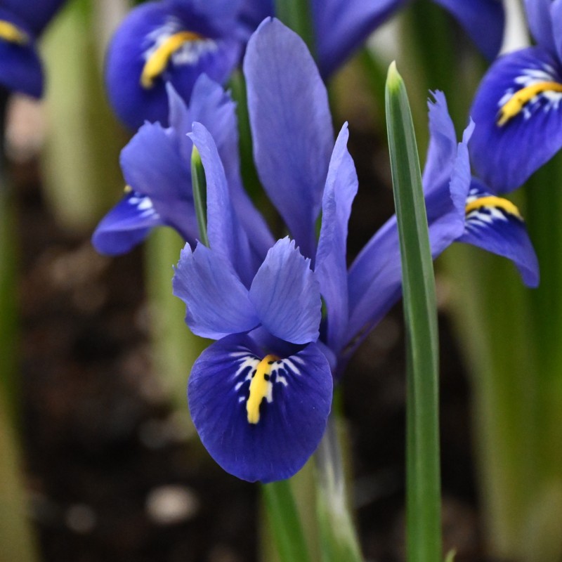 Iris reticulata 'Harmony' Iris reticulata 'Harmony'