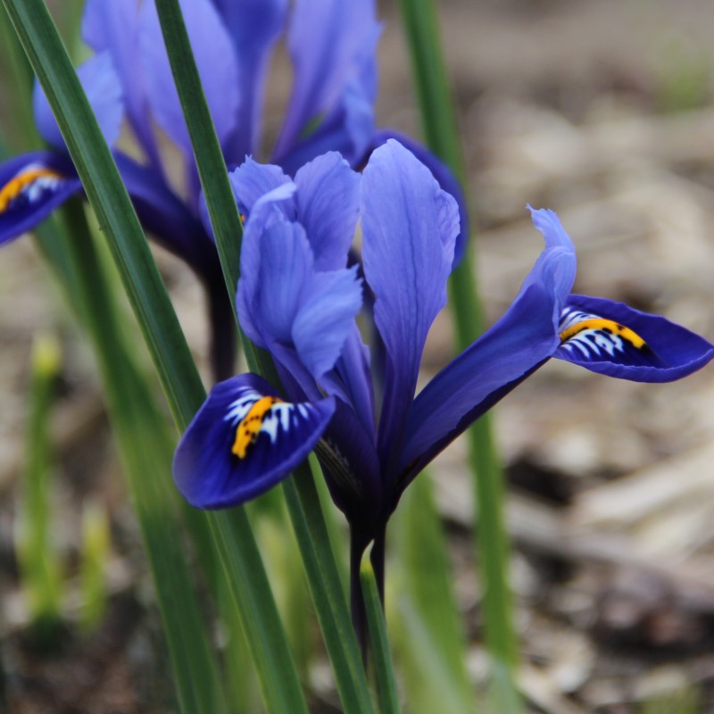 Iris reticulata 'Harmony' Iris reticulata 'Harmony'
