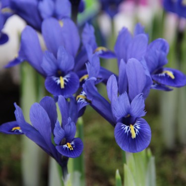 Iris reticulata 'Harmony' Iris reticulata 'Harmony'