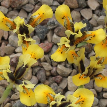 Iris reticulata 'Orange Glow' Iris reticulata 'Orange Glow'