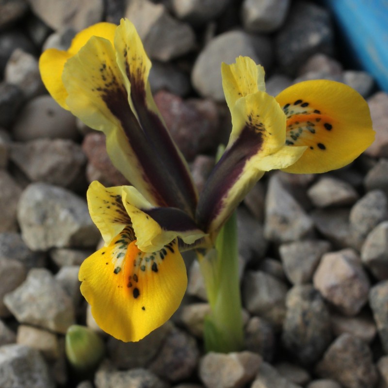 Iris reticulata 'Orange Glow' Iris reticulata 'Orange Glow'