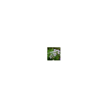 Allium roseum var. roseum