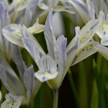 Iris reticulata 'Painted Lady'