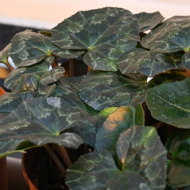 Cyclamen confusum Cyclamen confusum